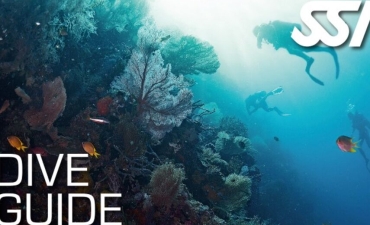 Dive Guide 